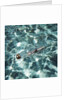 A message in a bottle adrift at sea by Anonymous