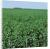Crops growing in a field by Anonymous