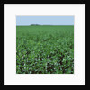 Crops growing in a field by Anonymous