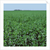 Crops growing in a field by Anonymous