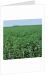 Crops growing in a field by Anonymous
