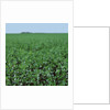 Crops growing in a field by Anonymous