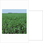 Crops growing in a field by Anonymous