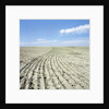 Dry furrowed farmland by Anonymous