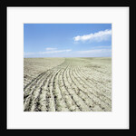 Dry furrowed farmland by Anonymous
