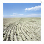 Dry furrowed farmland by Anonymous
