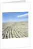 Dry furrowed farmland by Anonymous
