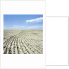 Dry furrowed farmland by Anonymous