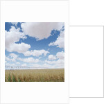 Crops growing in a field by Anonymous