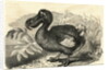 Engraving of a Dodo Bird by Anonymous
