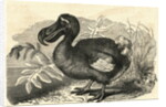 Engraving of a Dodo Bird by Anonymous