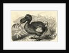 Engraving of a Dodo Bird by Anonymous
