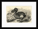 Engraving of a Dodo Bird by Anonymous
