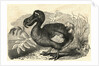 Engraving of a Dodo Bird by Anonymous