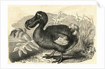 Engraving of a Dodo Bird by Anonymous