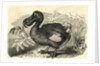 Engraving of a Dodo Bird by Anonymous