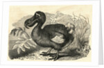 Engraving of a Dodo Bird by Anonymous
