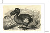 Engraving of a Dodo Bird by Anonymous