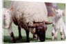 Sheep Grazing with Young Lambs by Anonymous