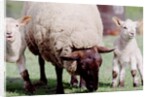 Sheep Grazing with Young Lambs by Anonymous