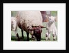 Sheep Grazing with Young Lambs by Anonymous