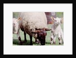 Sheep Grazing with Young Lambs by Anonymous