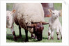 Sheep Grazing with Young Lambs by Anonymous