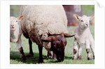 Sheep Grazing with Young Lambs by Anonymous