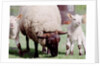 Sheep Grazing with Young Lambs by Anonymous