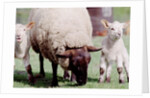 Sheep Grazing with Young Lambs by Anonymous