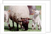 Sheep Grazing with Young Lambs by Anonymous