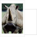 Charging Rhino by Anonymous