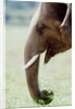 Hungry Elephant by Anonymous