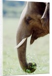 Hungry Elephant by Anonymous