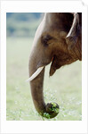 Hungry Elephant by Anonymous