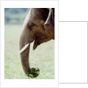 Hungry Elephant by Anonymous