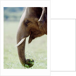 Hungry Elephant by Anonymous