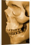 Profile of Human Skull by Anonymous