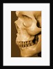 Profile of Human Skull by Anonymous