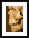 Profile of Human Skull by Anonymous
