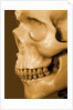 Profile of Human Skull by Anonymous