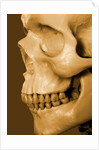 Profile of Human Skull by Anonymous