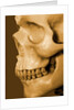 Profile of Human Skull by Anonymous