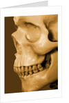 Profile of Human Skull by Anonymous