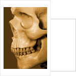 Profile of Human Skull by Anonymous