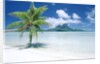 Palm Tree on a Tropical Beach by Anonymous
