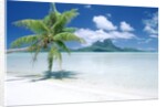 Palm Tree on a Tropical Beach by Anonymous