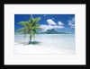 Palm Tree on a Tropical Beach by Anonymous