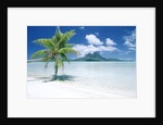 Palm Tree on a Tropical Beach by Anonymous