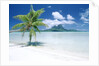 Palm Tree on a Tropical Beach by Anonymous